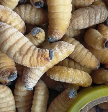 笋蛆非养殖椰子虫