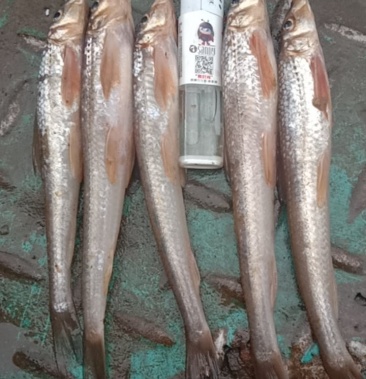 棍子鱼船丁鱼棒棒鱼