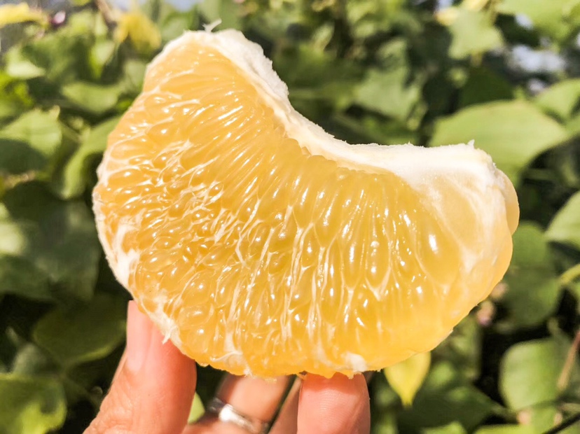 百香葡萄柚果实特写展示其金黄色果皮和粉红果肉 百香葡萄柚果实特写