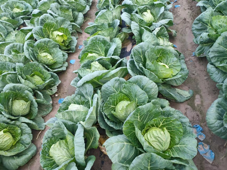 牛心甘蓝田间种植图