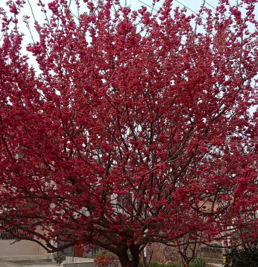 [樱花树批发]京红早樱价格15.00元/棵 - 一亩田