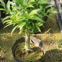 竹柏老桩盆栽，平安树，驱蚊树，吸收甲醛，净化空气