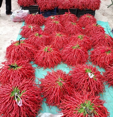 [鲜辣椒批发]循化清水湿辣椒王价格12.00元/斤 - 一亩田