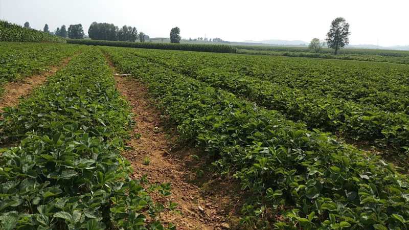 两颗成熟的丹东章姬草莓并列摆放,果形呈标准长圆锥形,表面光滑无瑕疵,色泽深红发亮,萼片鲜绿,果肩处可见明显髓心空隙结构,背景为白色亚光纸,突出果实细节,用于展示品种典型特征 丹东草莓果实特写对比图