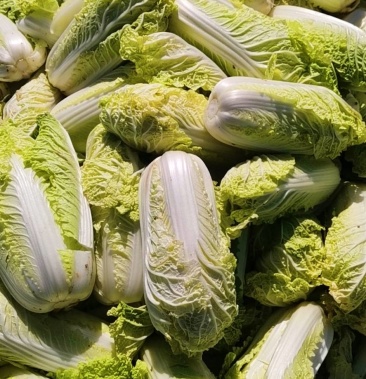 大量娃娃菜产地直销