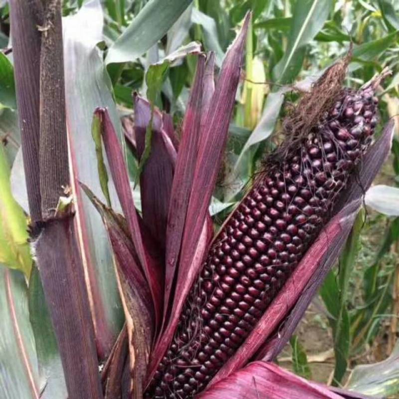 航天花青素紫玉米