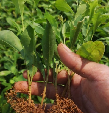 大量供应自己扦插的双色茉莉价格优惠品质好根须发达成活率高