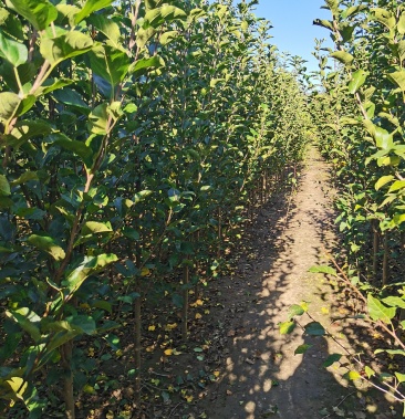 沙果苗.金红苹果123苗.鸡心果苗