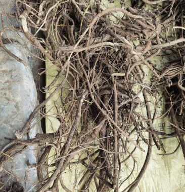 纯野生山豆根干货中药材