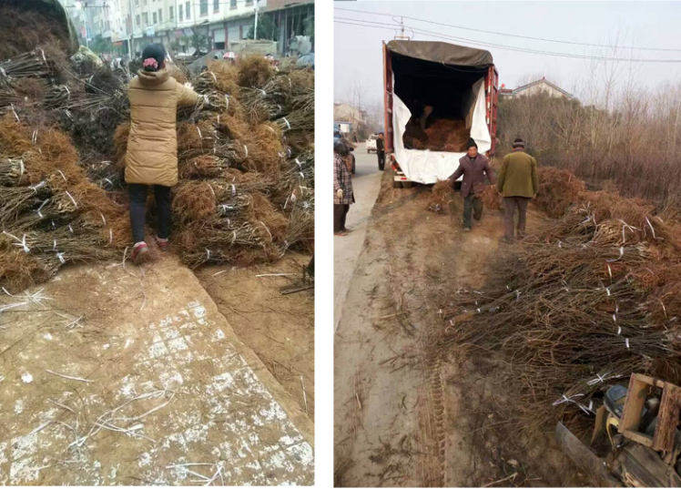 一幅展示猕猴桃根从田间采挖到成品加工全过程的信息图:包括采挖→冲洗泥沙→切割成段→蒸汽灭菌→阳光晾晒→粉碎包装六个步骤,每个环节配有简要文字说明和图标,整体风格为农业科普插画 猕猴桃根加工流程示意图