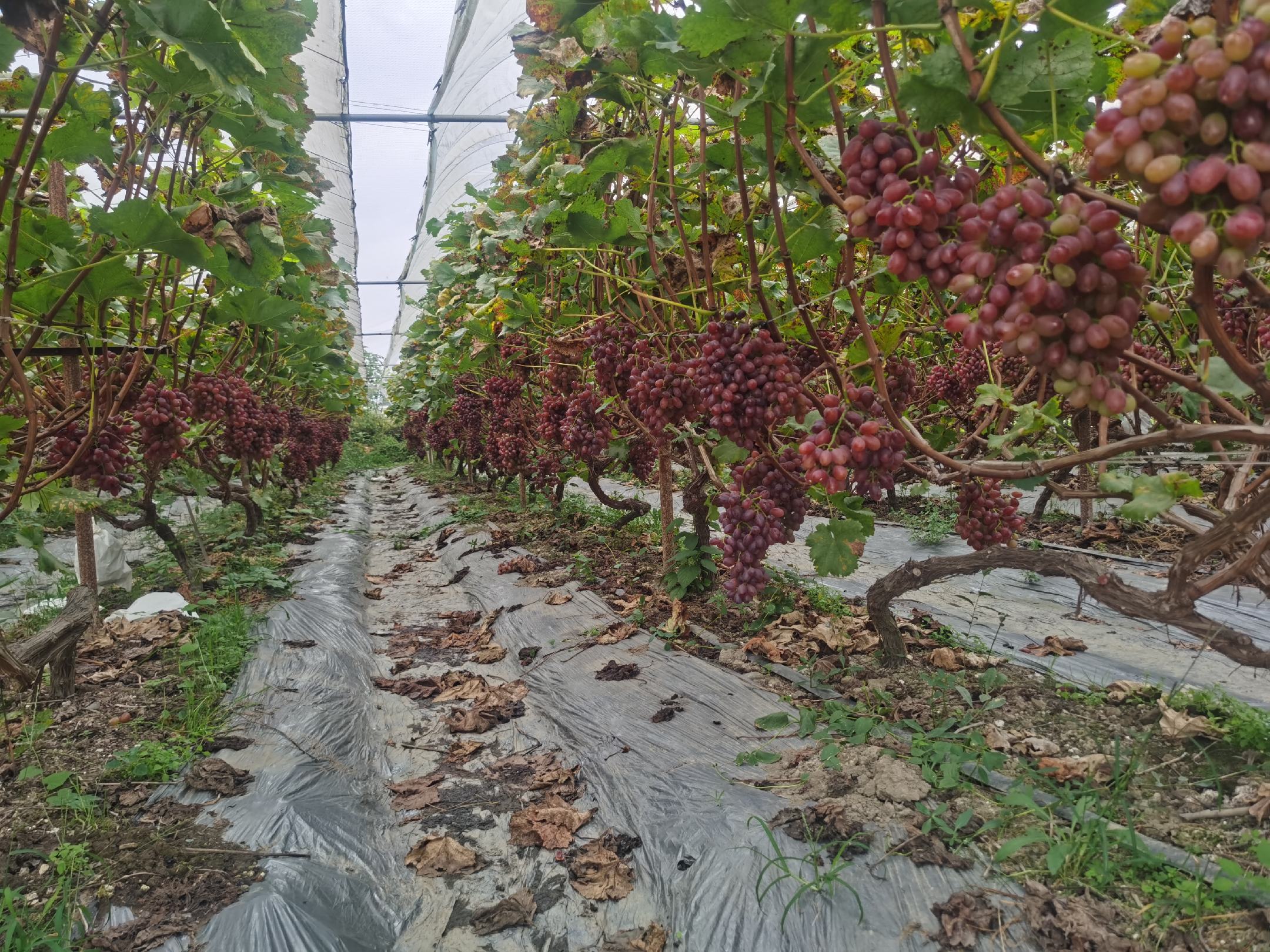机械化埋土作业场景:拖拉机牵引专用覆土机沿葡萄行匀速前进,将疏松土壤均匀覆盖在已下架并捆扎好的克伦生葡萄藤蔓上;地面有测量标记桩显示覆土厚度达32厘米;远处工人正在检查边缘密封情况 克伦生葡萄冬季埋土防寒标准化作业现场