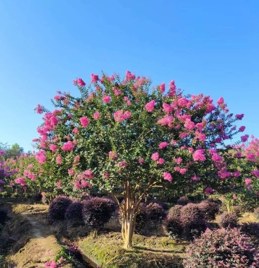 河南供应精品川红老紫薇2035公分