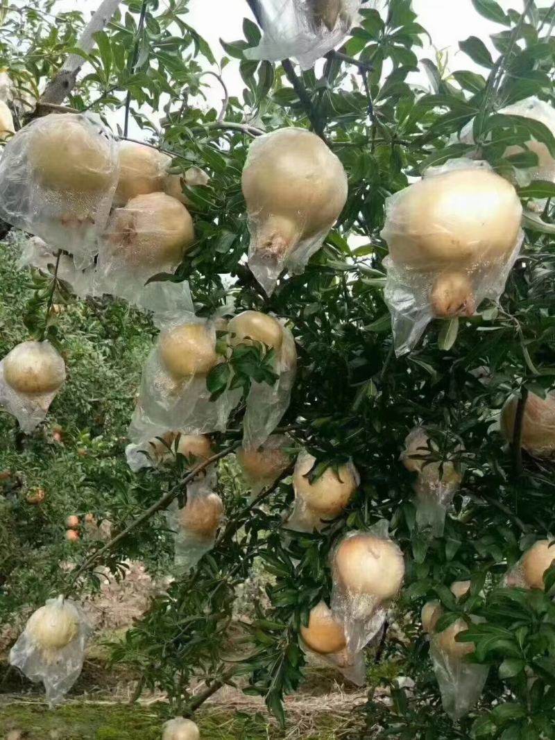 怀远县石榴白花玉石籽石榴软籽石榴