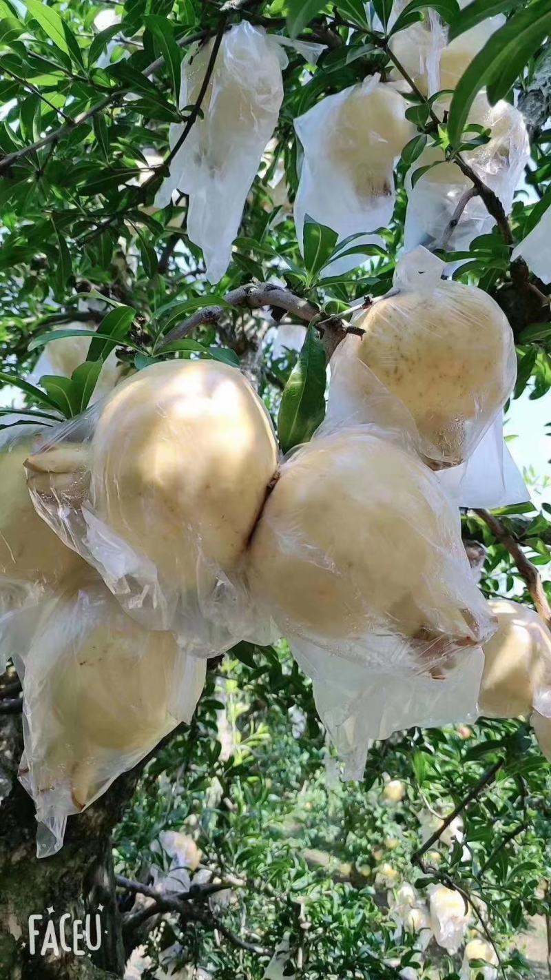 怀远县石榴白花玉石籽石榴软籽石榴