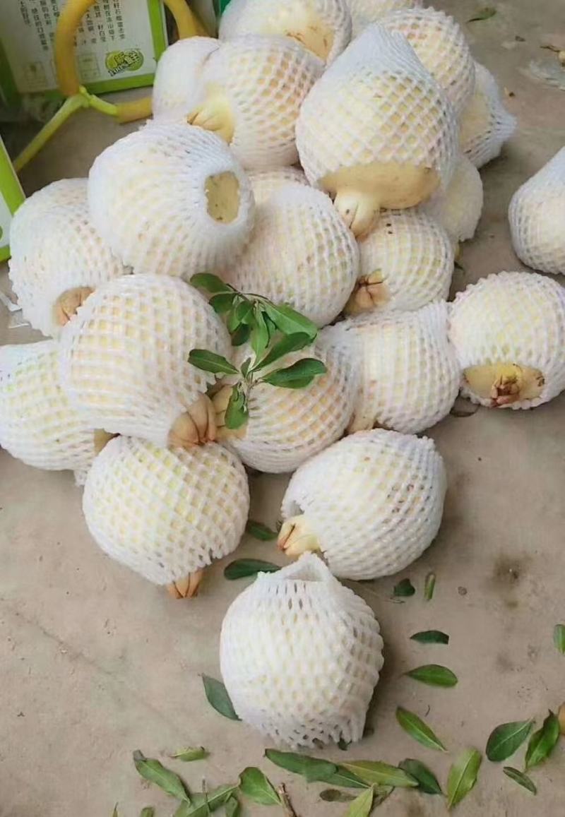 怀远县石榴白花玉石籽石榴软籽石榴