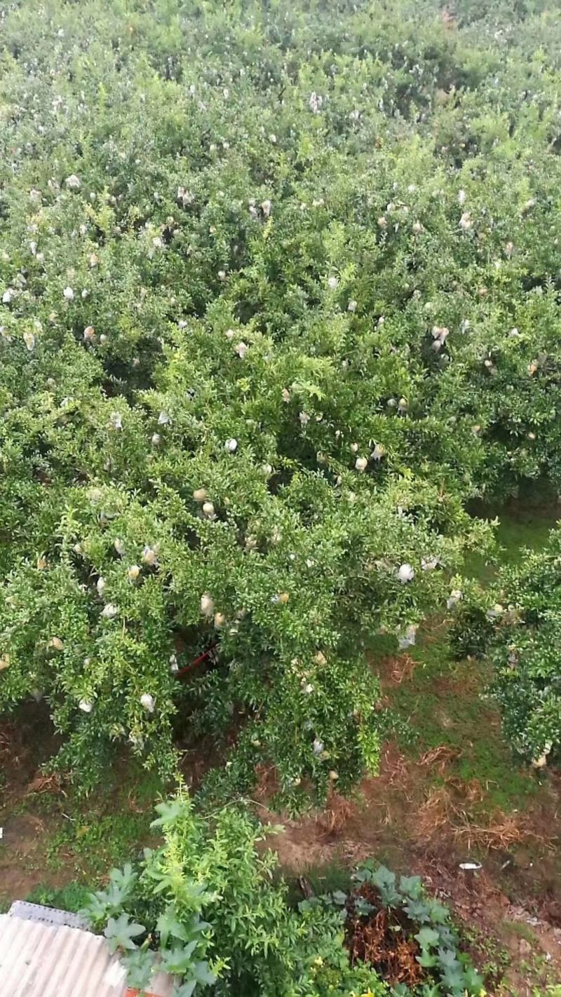 怀远县石榴白花玉石籽石榴软籽石榴