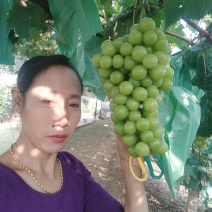 阳光玟瑰嫁接葡萄苗，直根苗，南北均可种植。