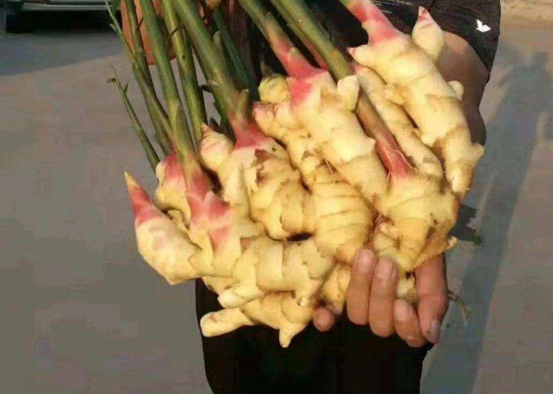 子姜与老姜对比图