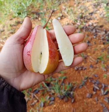 [梨批发]云南开远小葫芦梨价格0.80元/斤 - 一亩田