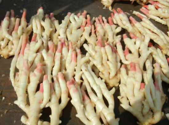 生姜长期储存成果展示