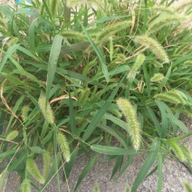 狗尾草种子旱地常见芮草沙漠牧草杂草观赏型护坡狗尾巴草种子