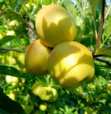 [苹果批发]小金苹果,果大色泽好看,果面光鲜,块儿大,口味纯正,脆甜