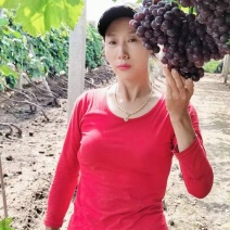 玫瑰香葡萄苗，历史优久，果实玟瑰香味，易管理，丰产。