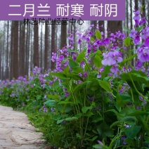 二月兰种子多年生易活宿根诸葛菜花种籽四季耐阴耐寒园林绿化