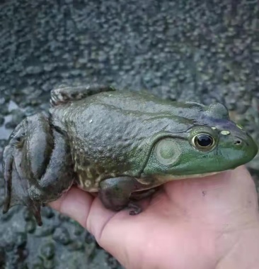 牛蛙泰蛙大量现货批发各种规格每天发货18万斤