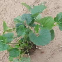 二月兰杯苗小苗花苗盆栽种子营养杯苗绿化种苗基地直供庭院