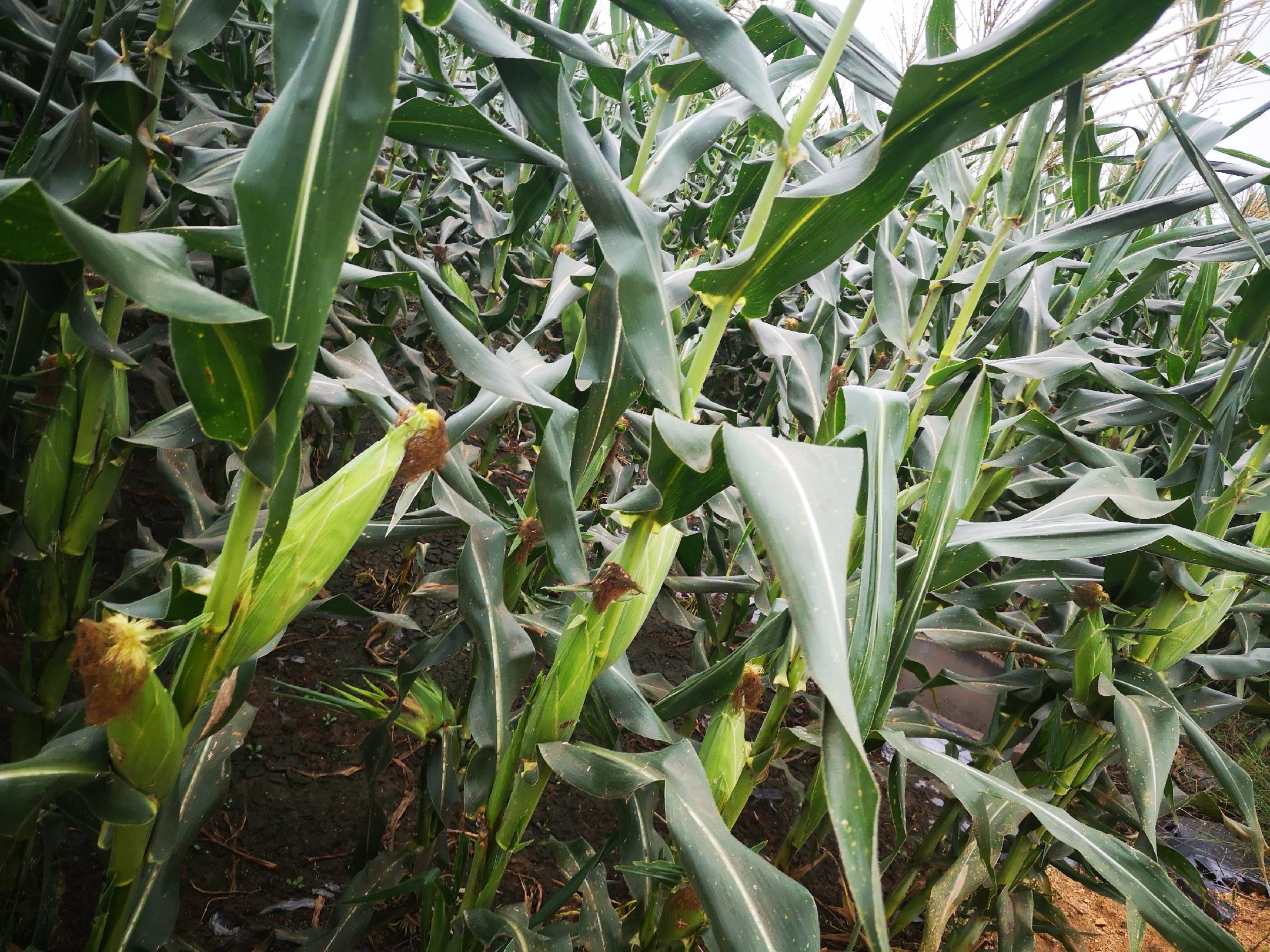 水果玉米在农田中生长的场景
