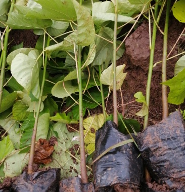 油桐树杯苗油桐杯苗油桐苗油桐桐油树苗油桐树苗