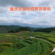 千万株油桐苗批发，买油桐苗请选择重庆俊尧专业油桐培育公司