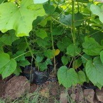 油桐杯苗批发采购，买油桐苗请选择重庆俊尧专业油桐培育公司