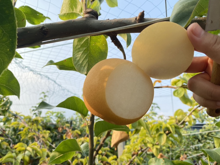 切开的秋月梨展示晶莹剔透的果肉结构