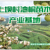 油桐树苗批发，买油桐树苗，就找重庆俊尧