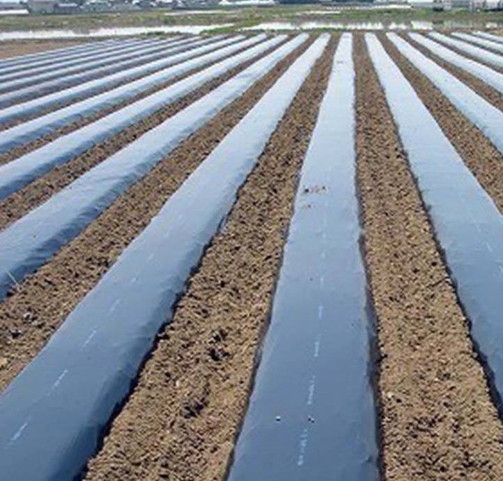 黑皮甘蔗种植地膜覆盖示意图