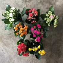 【包邮长寿花盆栽】5盆5色40元包邮到家