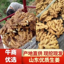 山东产地优质大黄姜，供市场，点商，食堂，支持全国发货。