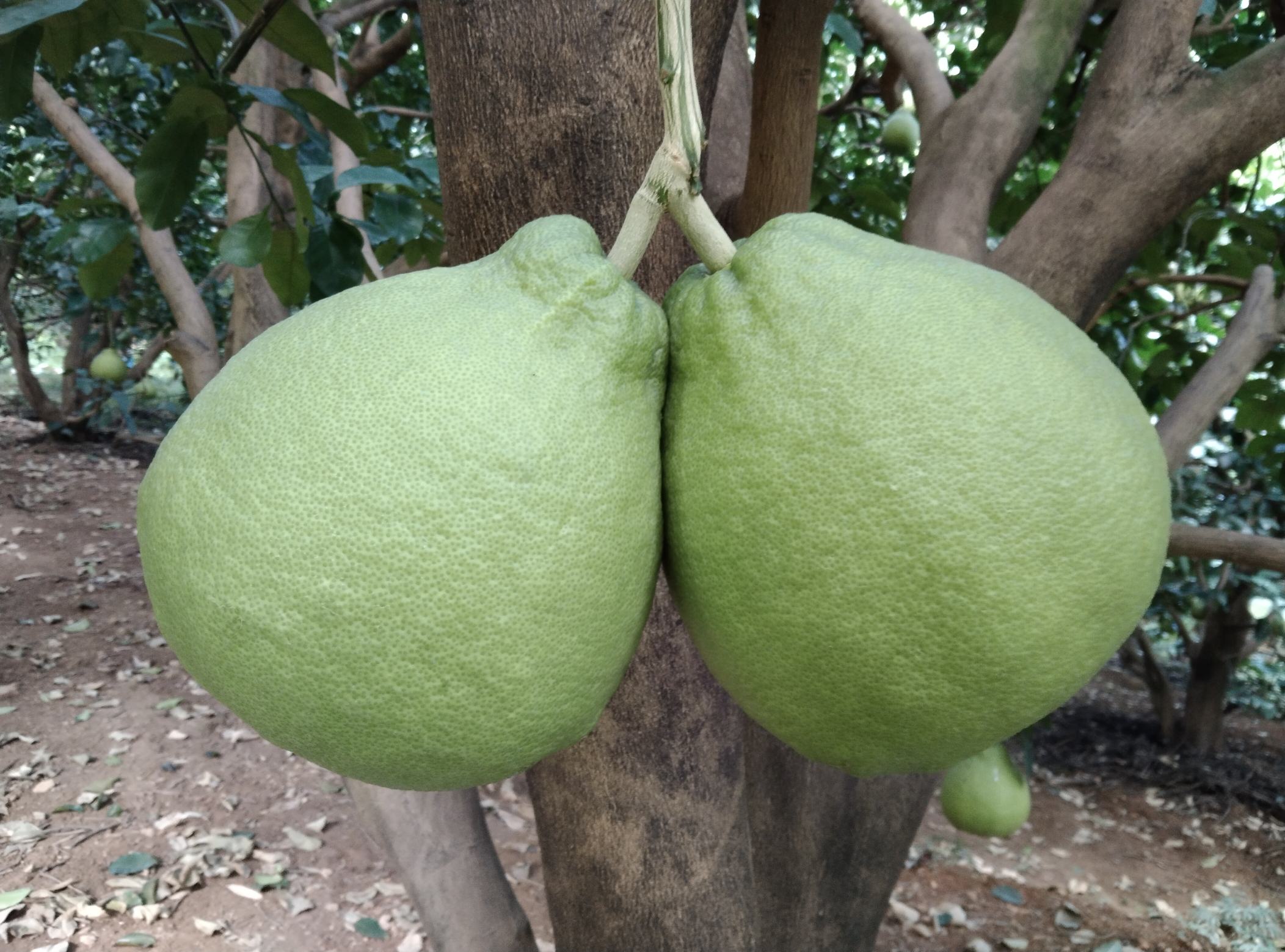 一株健康的广西沙田柚嫁接苗,展示其健壮的主干、浓绿叶片和完整的土球,嫁接口位于距地面约18厘米处,愈合良好无裂痕,背景为苗圃温室环境 广西沙田柚优质嫁接苗特写