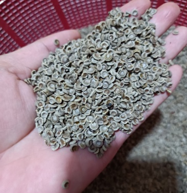 [批发]赣南药材粉防己种子,基地直供.纯药典,前景广.价格400.