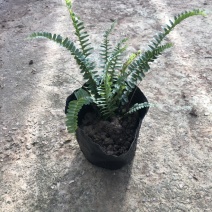 肾蕨