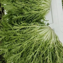 苦菊