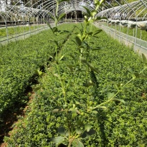 小杯云南黄素馨，，10袋云南黄素馨云，云南黄素馨专业种植