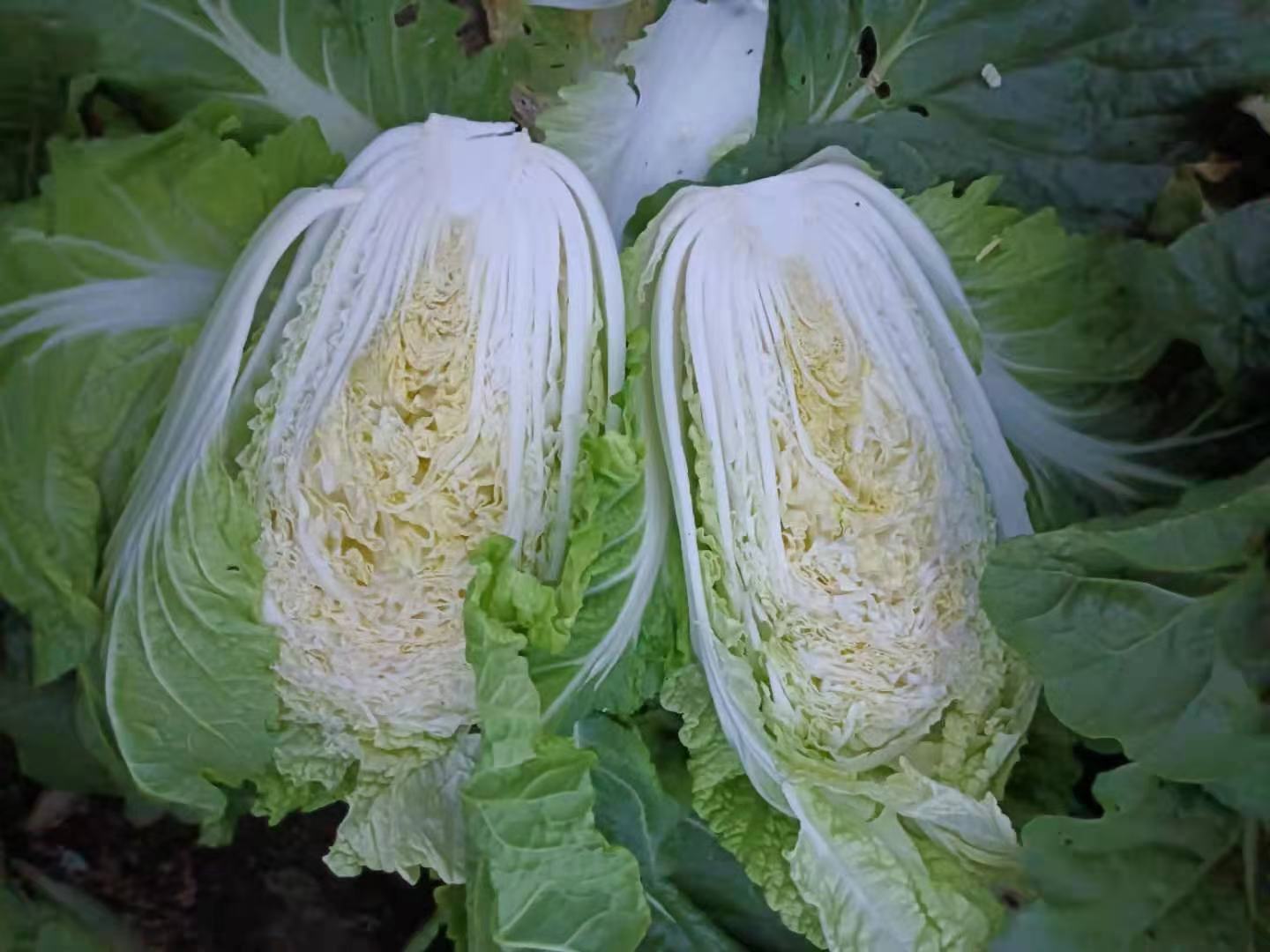 长花白菜剖面图