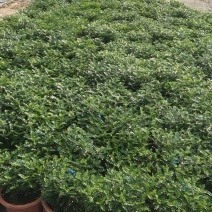 清香（胡椒木)绿植物盆栽四季常青室内观叶植物