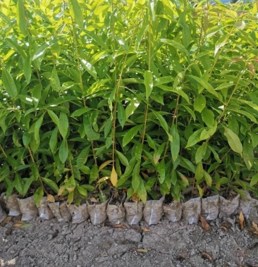 木荷苗,一年木荷杯苗价格,产地供应