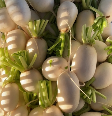 优质圆白萝卜白质光滑 口感鲜嫩整车供应协助配车