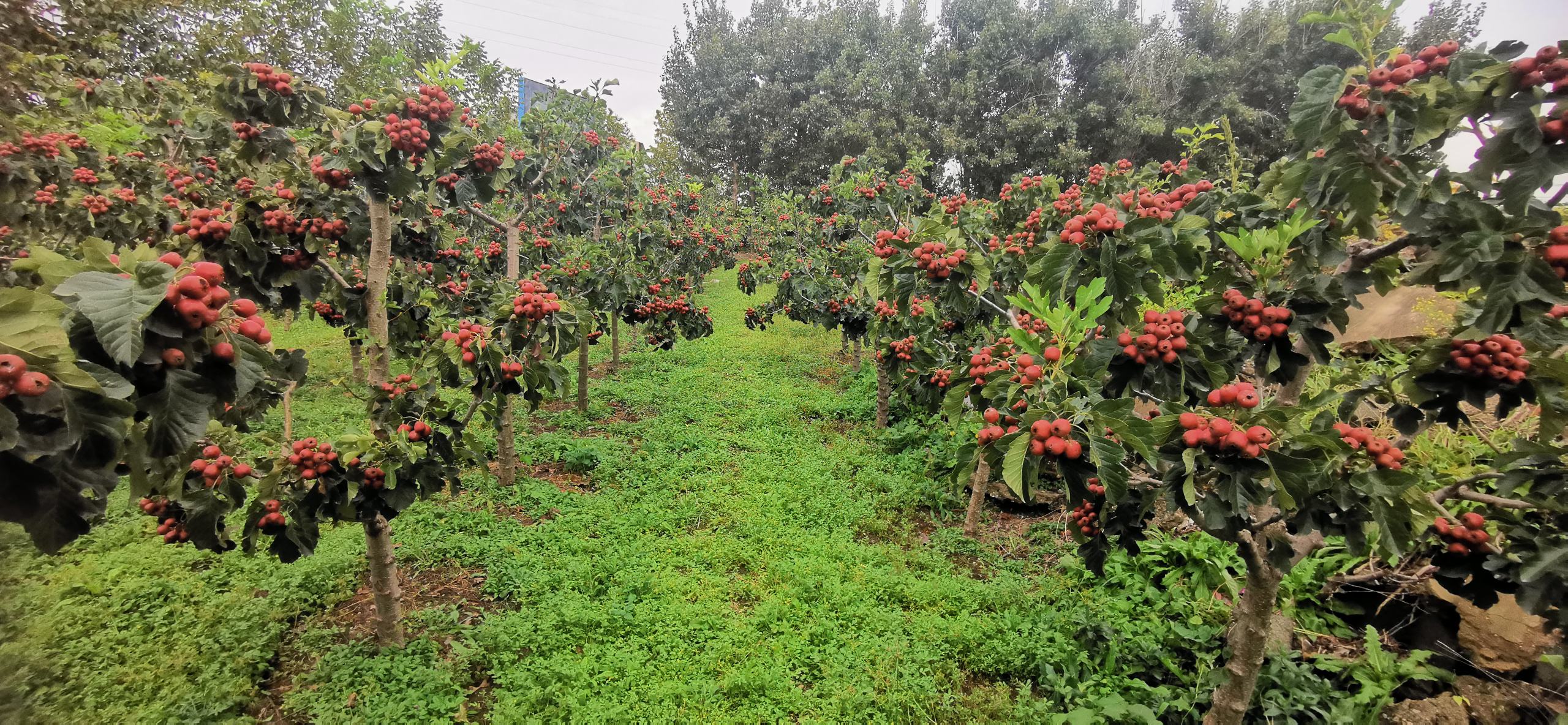 田间生长对比图