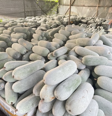 米冬瓜自家种的囤货精品冬瓜欢迎老板们购买